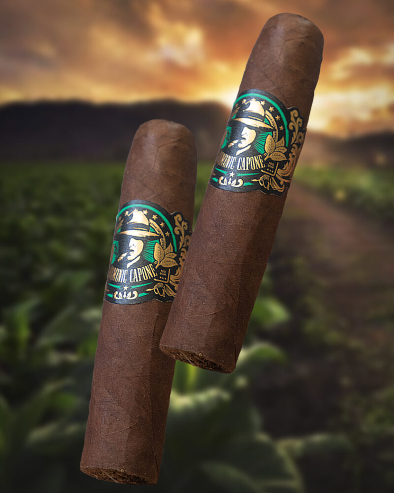 ROBUSTO GORDO / Short